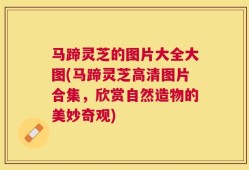 马蹄灵芝的图片大全大图(马蹄灵芝高清图片合集，欣赏自然造物的美妙奇观)