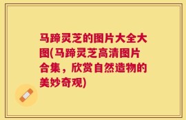 马蹄灵芝的图片大全大图(马蹄灵芝高清图片合集，欣赏自然造物的美妙奇观)