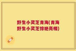 野生小灵芝青海(青海野生小灵芝惊艳亮相)