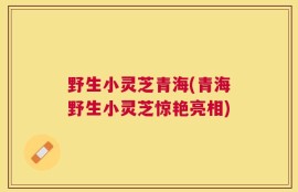 野生小灵芝青海(青海野生小灵芝惊艳亮相)