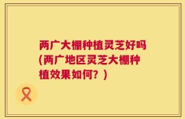 两广大棚种植灵芝好吗(两广地区灵芝大棚种植效果如何？)