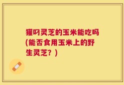 獾叼灵芝的玉米能吃吗(能否食用玉米上的野生灵芝？)