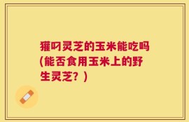獾叼灵芝的玉米能吃吗(能否食用玉米上的野生灵芝？)