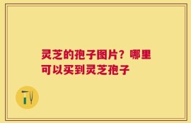 灵芝的孢子图片？哪里可以买到灵芝孢子