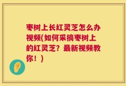 枣树上长红灵芝怎么办视频(如何采摘枣树上的红灵芝？最新视频教你！)