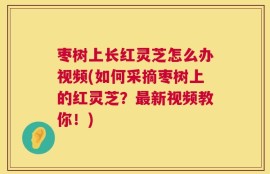 枣树上长红灵芝怎么办视频(如何采摘枣树上的红灵芝？最新视频教你！)