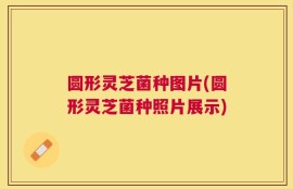 圆形灵芝菌种图片(圆形灵芝菌种照片展示)
