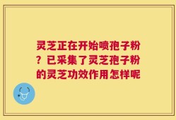 灵芝正在开始喷孢子粉？已采集了灵芝孢子粉的灵芝功效作用怎样呢