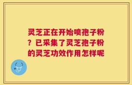 灵芝正在开始喷孢子粉？已采集了灵芝孢子粉的灵芝功效作用怎样呢
