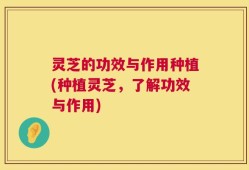 灵芝的功效与作用种植(种植灵芝，了解功效与作用)