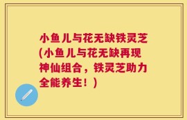 小鱼儿与花无缺铁灵芝(小鱼儿与花无缺再现神仙组合，铁灵芝助力全能养生！)
