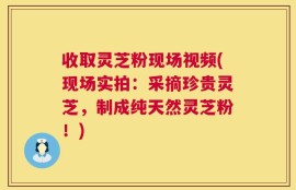 收取灵芝粉现场视频(现场实拍：采摘珍贵灵芝，制成纯天然灵芝粉！)
