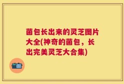 菌包长出来的灵芝图片大全(神奇的菌包，长出完美灵芝大合集)