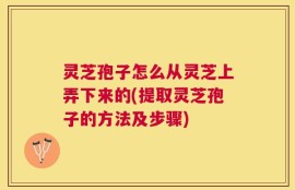 灵芝孢子怎么从灵芝上弄下来的(提取灵芝孢子的方法及步骤)