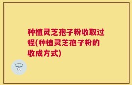 种植灵芝孢子粉收取过程(种植灵芝孢子粉的收成方式)