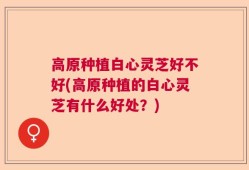 高原种植白心灵芝好不好(高原种植的白心灵芝有什么好处？)