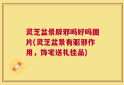 灵芝盆景辟邪吗好吗图片(灵芝盆景有驱邪作用，饰宅送礼佳品)