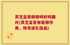 灵芝盆景辟邪吗好吗图片(灵芝盆景有驱邪作用，饰宅送礼佳品)