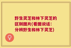 野生灵芝和林下灵芝的区别图片(看图说话：分辨野生和林下灵芝)