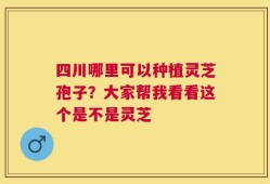 四川哪里可以种植灵芝孢子？大家帮我看看这个是不是灵芝