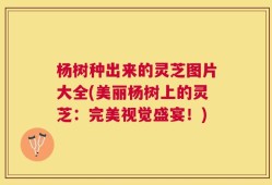 杨树种出来的灵芝图片大全(美丽杨树上的灵芝：完美视觉盛宴！)