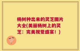 杨树种出来的灵芝图片大全(美丽杨树上的灵芝：完美视觉盛宴！)