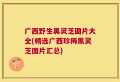 广西野生黑灵芝图片大全(精选广西珍稀黑灵芝图片汇总)