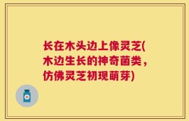 长在木头边上像灵芝(木边生长的神奇菌类，仿佛灵芝初现萌芽)