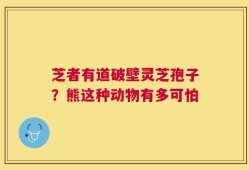 芝者有道破壁灵芝孢子？熊这种动物有多可怕