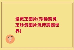 紫灵芝图片(珍稀紫灵芝珍贵图片流传震撼世界)