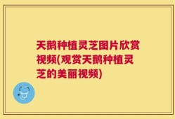 天鹅种植灵芝图片欣赏视频(观赏天鹅种植灵芝的美丽视频)