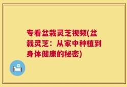 专看盆栽灵芝视频(盆栽灵芝：从家中种植到身体健康的秘密)