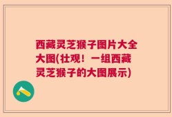 西藏灵芝猴子图片大全大图(壮观！一组西藏灵芝猴子的大图展示)