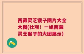 西藏灵芝猴子图片大全大图(壮观！一组西藏灵芝猴子的大图展示)