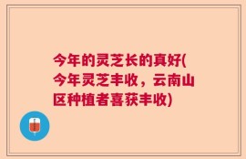 今年的灵芝长的真好(今年灵芝丰收，云南山区种植者喜获丰收)