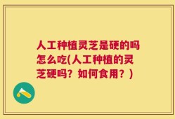 人工种植灵芝是硬的吗怎么吃(人工种植的灵芝硬吗？如何食用？)