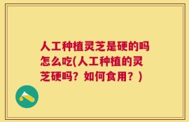 人工种植灵芝是硬的吗怎么吃(人工种植的灵芝硬吗？如何食用？)