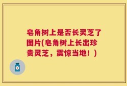 皂角树上是否长灵芝了图片(皂角树上长出珍贵灵芝，震惊当地！)