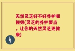 天然灵芝好不好养护呢视频(灵芝的养护要点，让你的天然灵芝更健康)