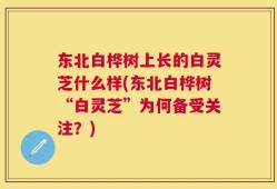 东北白桦树上长的白灵芝什么样(东北白桦树“白灵芝”为何备受关注？)