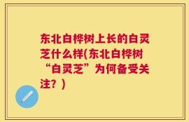 东北白桦树上长的白灵芝什么样(东北白桦树“白灵芝”为何备受关注？)