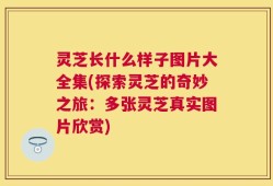 灵芝长什么样子图片大全集(探索灵芝的奇妙之旅：多张灵芝真实图片欣赏)