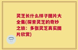 灵芝长什么样子图片大全集(探索灵芝的奇妙之旅：多张灵芝真实图片欣赏)
