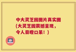 中大灵芝园图片真实图(大灵芝园震撼呈现，令人目瞪口呆！)