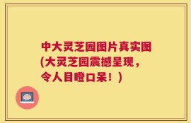 中大灵芝园图片真实图(大灵芝园震撼呈现，令人目瞪口呆！)