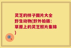 灵芝的样子图片大全 野生动物(野外拍摄：草原上的灵芝照片集锦)