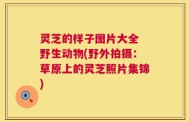 灵芝的样子图片大全 野生动物(野外拍摄：草原上的灵芝照片集锦)