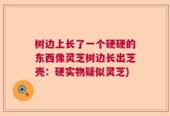 树边上长了一个硬硬的东西像灵芝树边长出芝壳：硬实物疑似灵芝)
