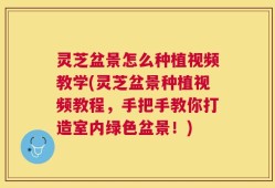 灵芝盆景怎么种植视频教学(灵芝盆景种植视频教程，手把手教你打造室内绿色盆景！)