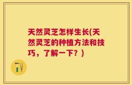 天然灵芝怎样生长(天然灵芝的种植方法和技巧，了解一下？)